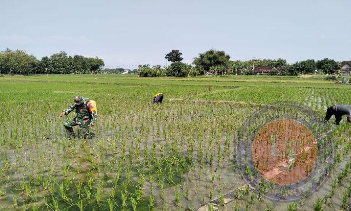 Dorong Pertanian Lokal Babinsa Serma Sutikno turun Langsung di Sawah bersama Petani