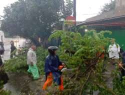 Gercep…!!! Babinsa Keprabon Bersama BPBD, Linmas dan Warga Masyarakat Evakuasi Pohon Tumbang