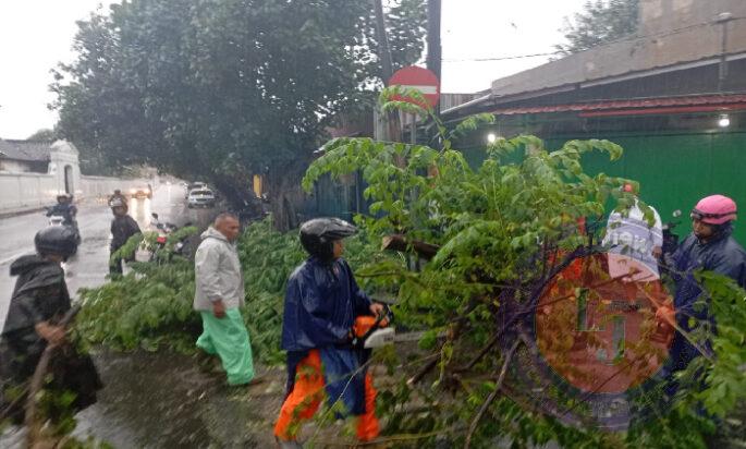 Gercep…!!! Babinsa Keprabon Bersama BPBD, Linmas dan Warga Masyarakat Evakuasi Pohon Tumbang