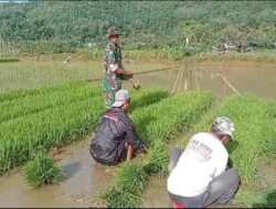 Babinsa Koramil 0801/07 Ngadirojo Bantu Petani Cabut Bibit Padi Siap Tanam