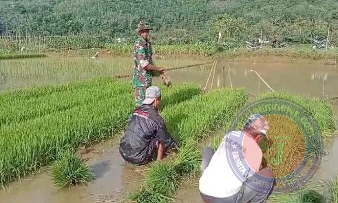 Babinsa Koramil 0801/07 Ngadirojo Bantu Petani Cabut Bibit Padi Siap Tanam