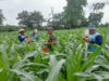 Galakkan Tanaman Jagung, Babinsa Serka Suryadi Dorong Masyarakat Tanam Jagung Dilahan Tidur