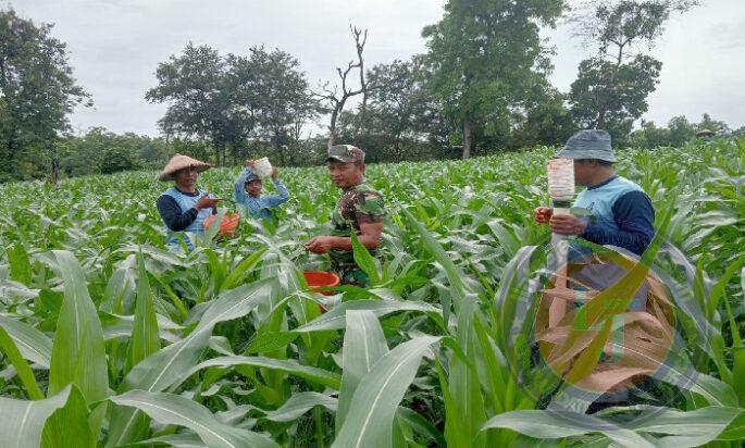 Galakkan Tanaman Jagung, Babinsa Serka Suryadi Dorong Masyarakat Tanam Jagung Dilahan Tidur