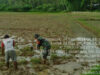 Tingkatkan Hanpangan, Babinsa Koramil 0801/03 Arjosari Terjun Kesawah Olah Lahan