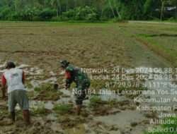 Tingkatkan Hanpangan, Babinsa Koramil 0801/03 Arjosari Terjun Kesawah Olah Lahan