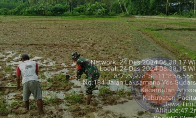 Tingkatkan Hanpangan, Babinsa Koramil 0801/03 Arjosari Terjun Kesawah Olah Lahan