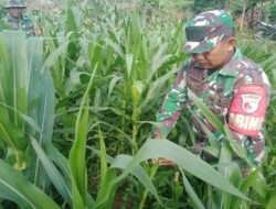 Tingkatkan Swasembada Pangan, Babinsa Koramil 0801/01 Pacitan Bantu Petani Rawat Jagung