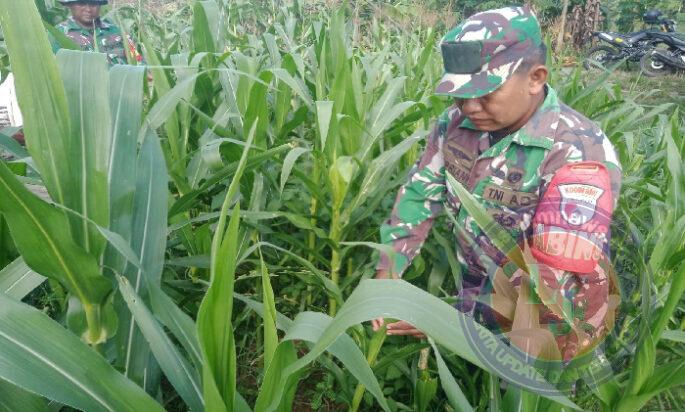 Tingkatkan Swasembada Pangan, Babinsa Koramil 0801/01 Pacitan Bantu Petani Rawat Jagung