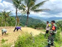 Sinergitas TNI-Polri laksanakan Pendampingan Tanam Padi di wilayah Pacitan