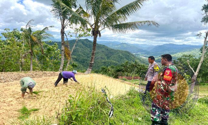 Sinergitas TNI-Polri laksanakan Pendampingan Tanam Padi di wilayah Pacitan