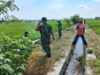 Babinsa Sawit Bersama Petani Galakkan Gropyokan Hama Tikus