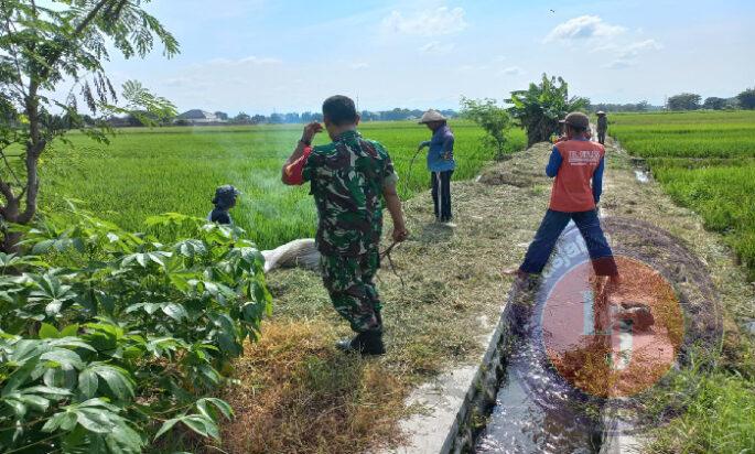 Babinsa Sawit Bersama Petani Galakkan Gropyokan Hama Tikus