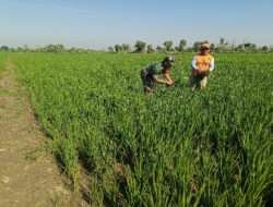Babinsa Bringin Dorong Produktivitas Pertanian, Aktif Bantu Warga Tanam Padi
