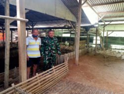 Babinsa Karangjati Sambangi Peternak Bebek, Guna Peningkatan Ekonomi Masyarakat