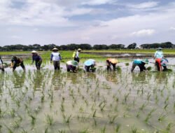 Luar Biasa! Peran Aktif Babinsa Koramil Kwadungan Dampingi Petani Tingkatkan Ketahanan Pangan