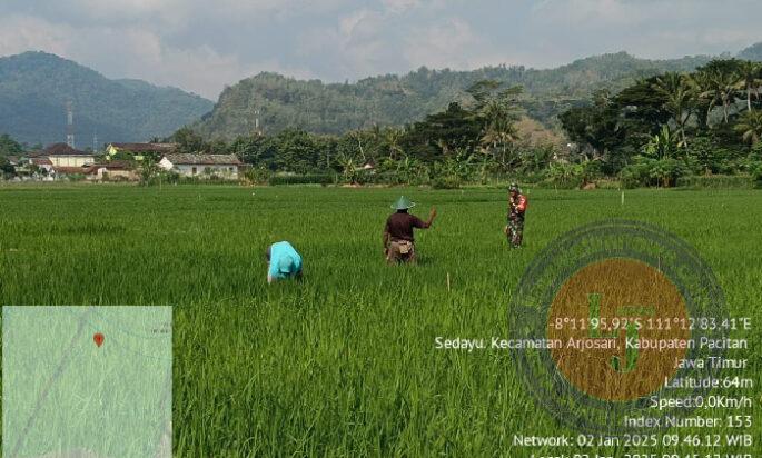 Tingkatkan Hanpangan, Babinsa Koramil 0801/03 Arjosari Lakukan Perawatan Padi