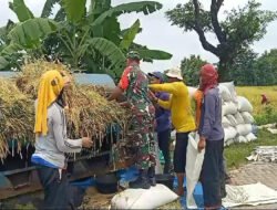 Peduli Pertanian, Babinsa Jogorogo Bantu Panen Padi Petani di Wilayahnya