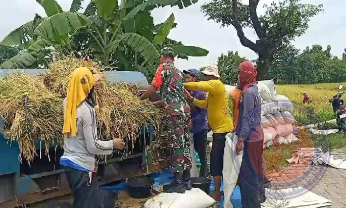 Peduli Pertanian, Babinsa Jogorogo Bantu Panen Padi Petani di Wilayahnya