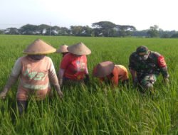 Babinsa Kodim Ponorogo Bantu Petani Bersihkan Gulma Padi
