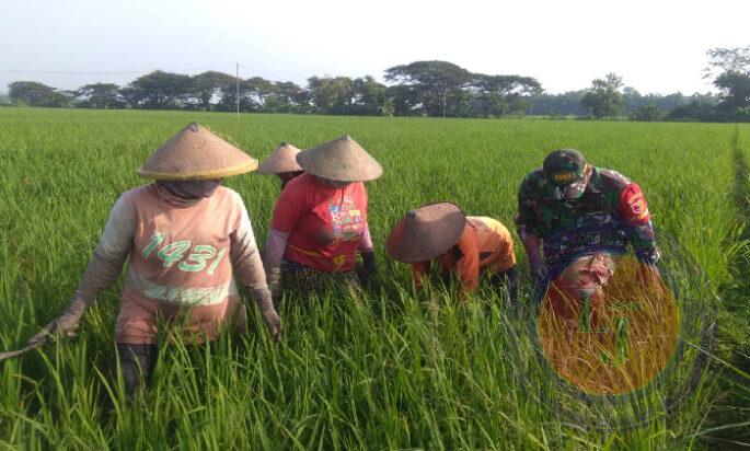 Babinsa Kodim Ponorogo Bantu Petani Bersihkan Gulma Padi