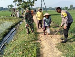 Babinsa Bersama Bhabinkamtibmas Bantu Petani Gropyokan Tikus