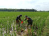 Babinsa Simo Terjun ke Sawah Bantu Berantas Hama Keong