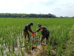 Babinsa Simo Terjun ke Sawah Bantu Berantas Hama Keong