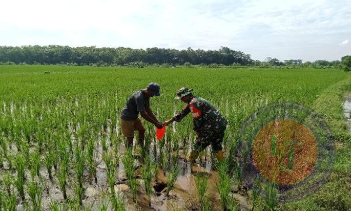 Babinsa Simo Terjun ke Sawah Bantu Berantas Hama Keong