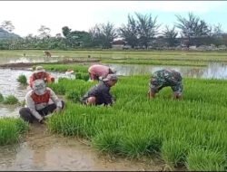Persiapan Masa Tanam, Babinsa Koramil 0801/07 Ngadirojo Bantu Petani Cabut Bibit Padi