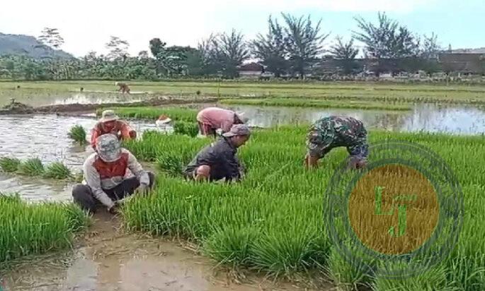 Persiapan Masa Tanam, Babinsa Koramil 0801/07 Ngadirojo Bantu Petani Cabut Bibit Padi