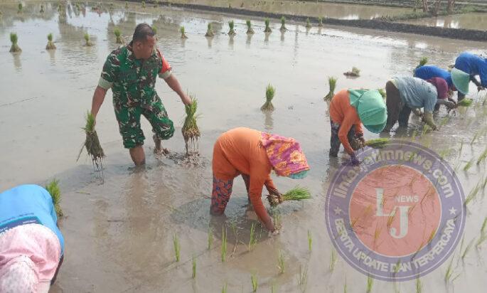 Pendampingan Petani Wujudkan Ketahanan Pangan, Babinsa Kodim Ponorogo Bantu Tanam Padi