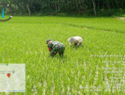 Tingkatkan Hanpangan, Babinsa Koramil 0801/03 Arjosari Lakukan Penyiangan Padi