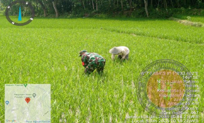 Tingkatkan Hanpangan, Babinsa Koramil 0801/03 Arjosari Lakukan Penyiangan Padi