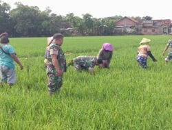 Jaga Pertumbuhan Tanaman Padi, Babinsa Dampingi Petani Siangi Tanaman Padi