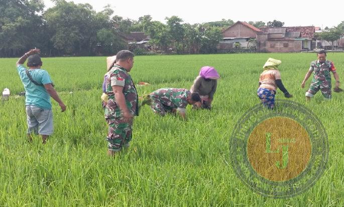 Jaga Pertumbuhan Tanaman Padi, Babinsa Dampingi Petani Siangi Tanaman Padi