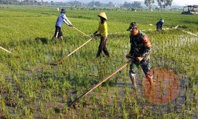 Pendampingan Petani, Babinsa Kodim Ponorogo Masuk Sawah Bantu Penyiangan Gulma