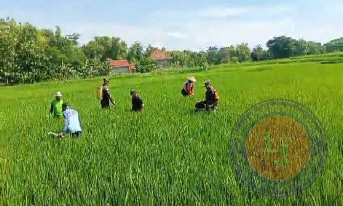 Kendalikan Gulma, Babinsa Bantu Petani Melakukan Penyiangan