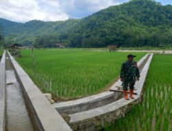 Bersama Warga Binaan, Babinsa Koramil 0801/03 Arjosari Melakukan Cek Irigasi Sawah