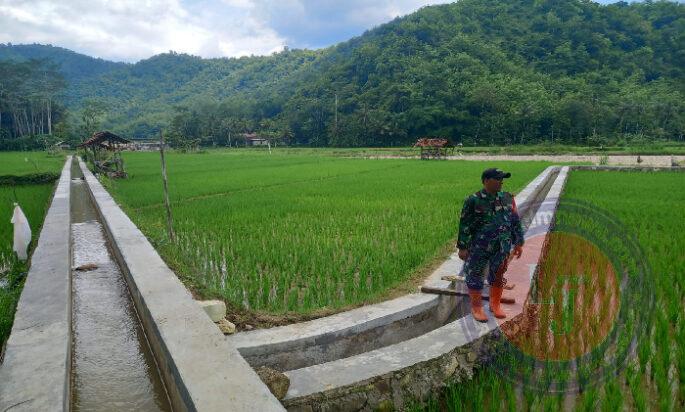 Bersama Warga Binaan, Babinsa Koramil 0801/03 Arjosari Melakukan Cek Irigasi Sawah