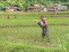 Babinsa Koramil 0801/04 Tegalombo Lakukan Pemupukan Lahan Padi