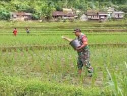 Babinsa Koramil 0801/04 Tegalombo Lakukan Pemupukan Lahan Padi