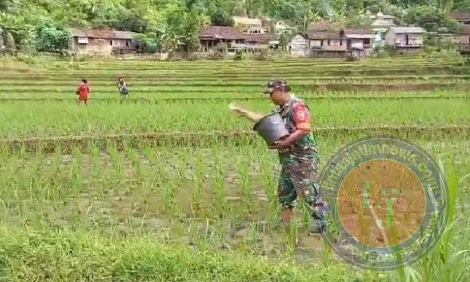 Babinsa Koramil 0801/04 Tegalombo Lakukan Pemupukan Lahan Padi