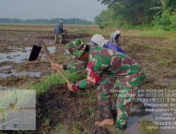 Babinsa Koramil 0801/03 Arjosari Dampingi Petani Lakukan Pengolahan Lahan Sawah