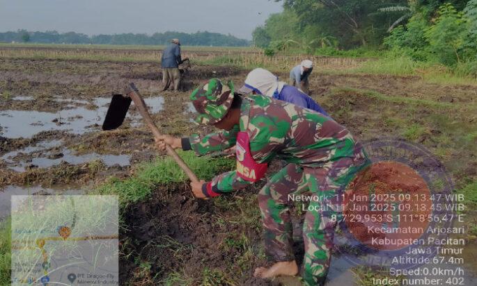 Babinsa Koramil 0801/03 Arjosari Dampingi Petani Lakukan Pengolahan Lahan Sawah