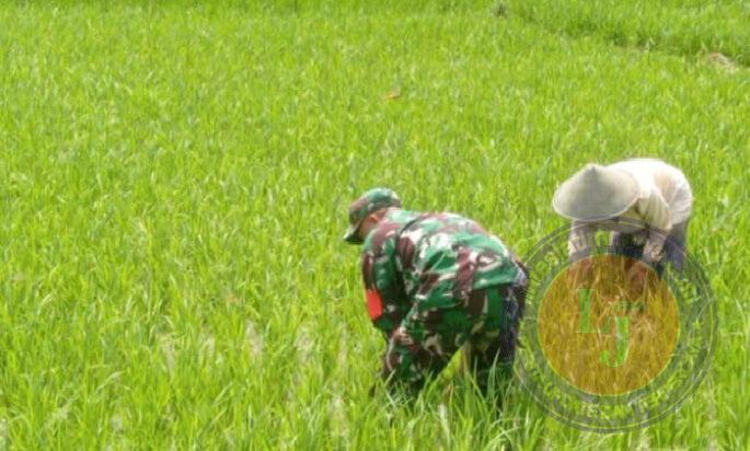 Hilangkan Gulma, Babinsa Koramil 0801/03 Arjosari Bantu Petani Lakukan Penyiangan