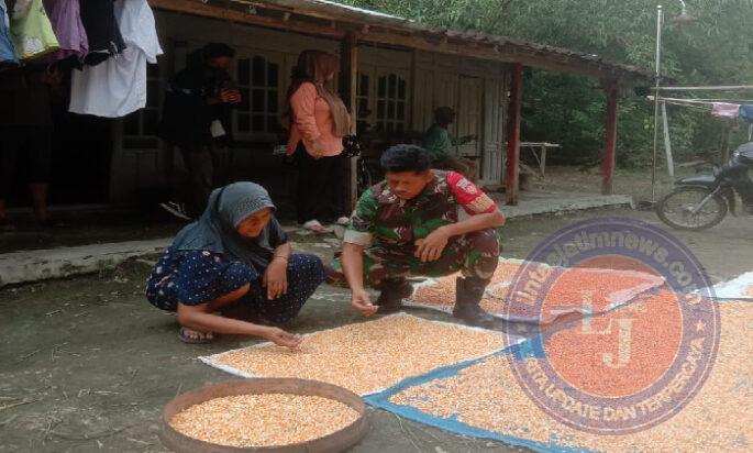 Babinsa Kemusu Aktif Sambangi Petani Desa Kendel