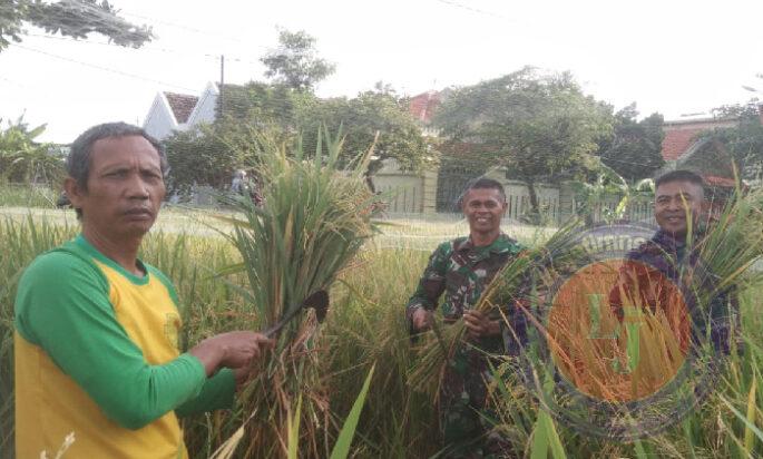 Dukung Ketahanan Pangan Wilayah, Babinsa Sumber Bersama BPS dan PPL Laksanakan Pengubinan Padi