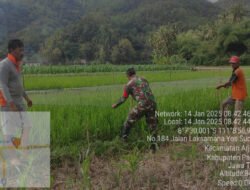 Usir Hama Burung, Babinsa Koramil 0801/03 Arjosari Bantu Petani Pasang Jaring