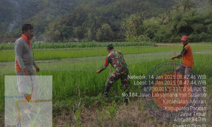 Usir Hama Burung, Babinsa Koramil 0801/03 Arjosari Bantu Petani Pasang Jaring