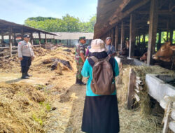 Cegak PMK, Anggota Koramil Geneng Dampingi Pelaksanaan Vaksinasi Hewan Ternak